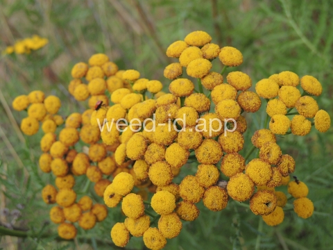 tansy, common